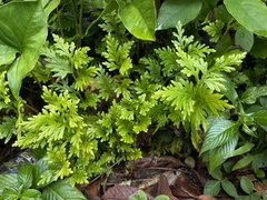 Selaginella plana