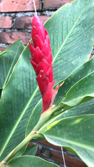 Alpinia purpurata
