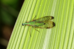 Paralappida limbativentris