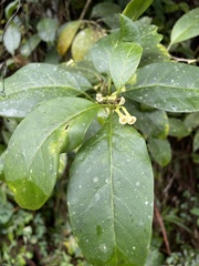 Cestrum macrophyllum