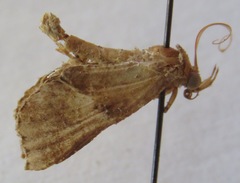 Noctuidae