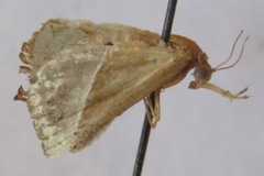 Noctuidae