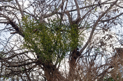 Viscum album