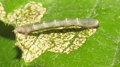 Menophra serrataria