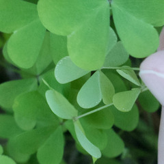 Oxalis incarnata