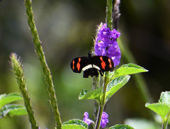 Heliconius telesiphe