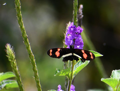 Heliconius telesiphe