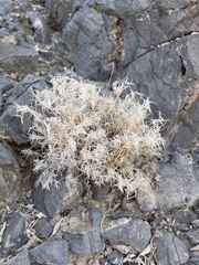 Dasyochloa pulchella