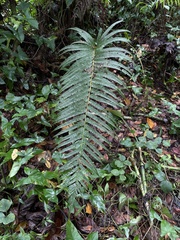 Pelazoneuron abruptum