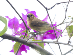 Sporophila intermedia