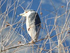 Nycticorax nycticorax