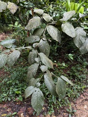 Cordia sulcata