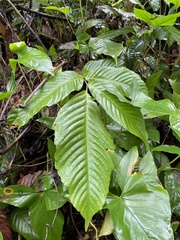 Mickelia pergamentacea