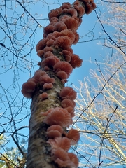 Marasmiellus affixus