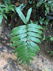 Meniscium reticulatum