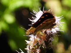 Butleria bissexguttatus
