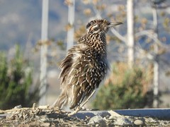 Geococcyx californianus