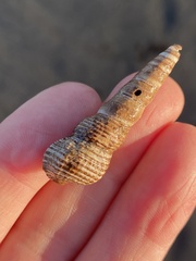 Batillaria attramentaria