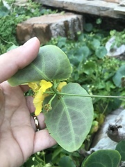 Stigmaphyllon ciliatum