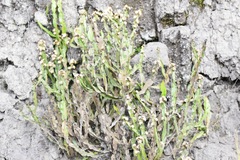 Baccharis genistelloides
