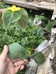 Stigmaphyllon ciliatum