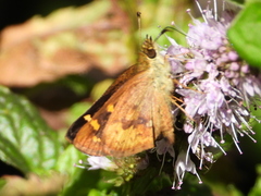 Butleria bissexguttatus