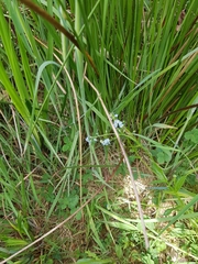 Myosotis laxa