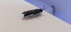 Hermetia illucens
