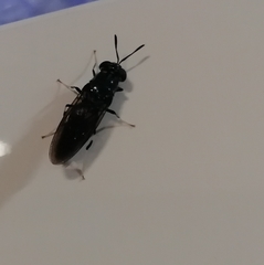 Hermetia illucens