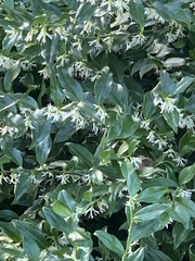 Sarcococca