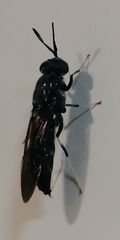 Hermetia illucens