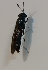 Hermetia illucens