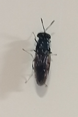 Hermetia illucens