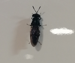 Hermetia illucens