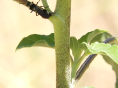 Reedomutilla