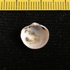 Phlyctiderma semiasperum