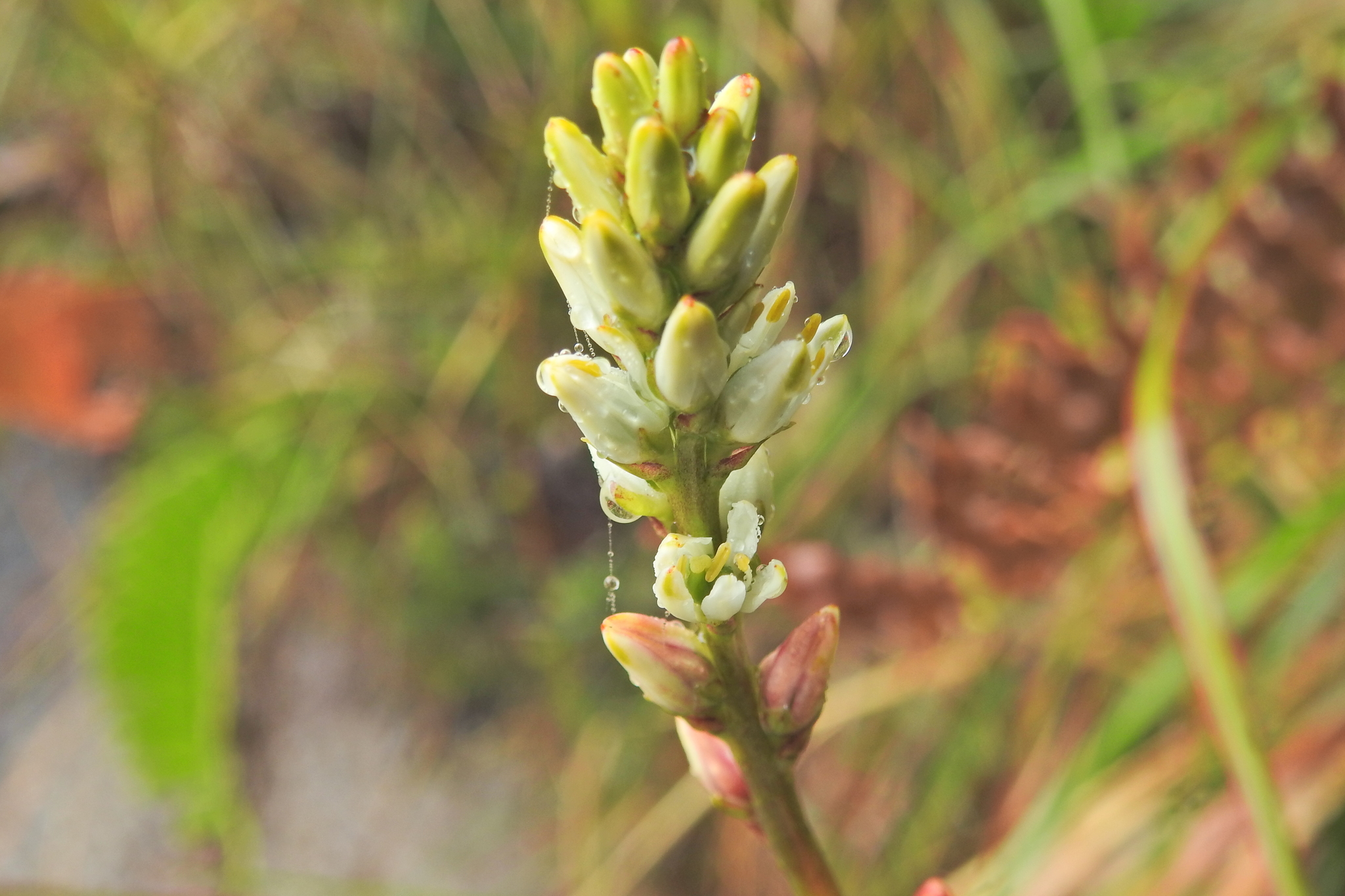 Harperocallis falcata image
