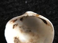 Phlyctiderma semiasperum