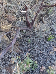 Arctostaphylos otayensis