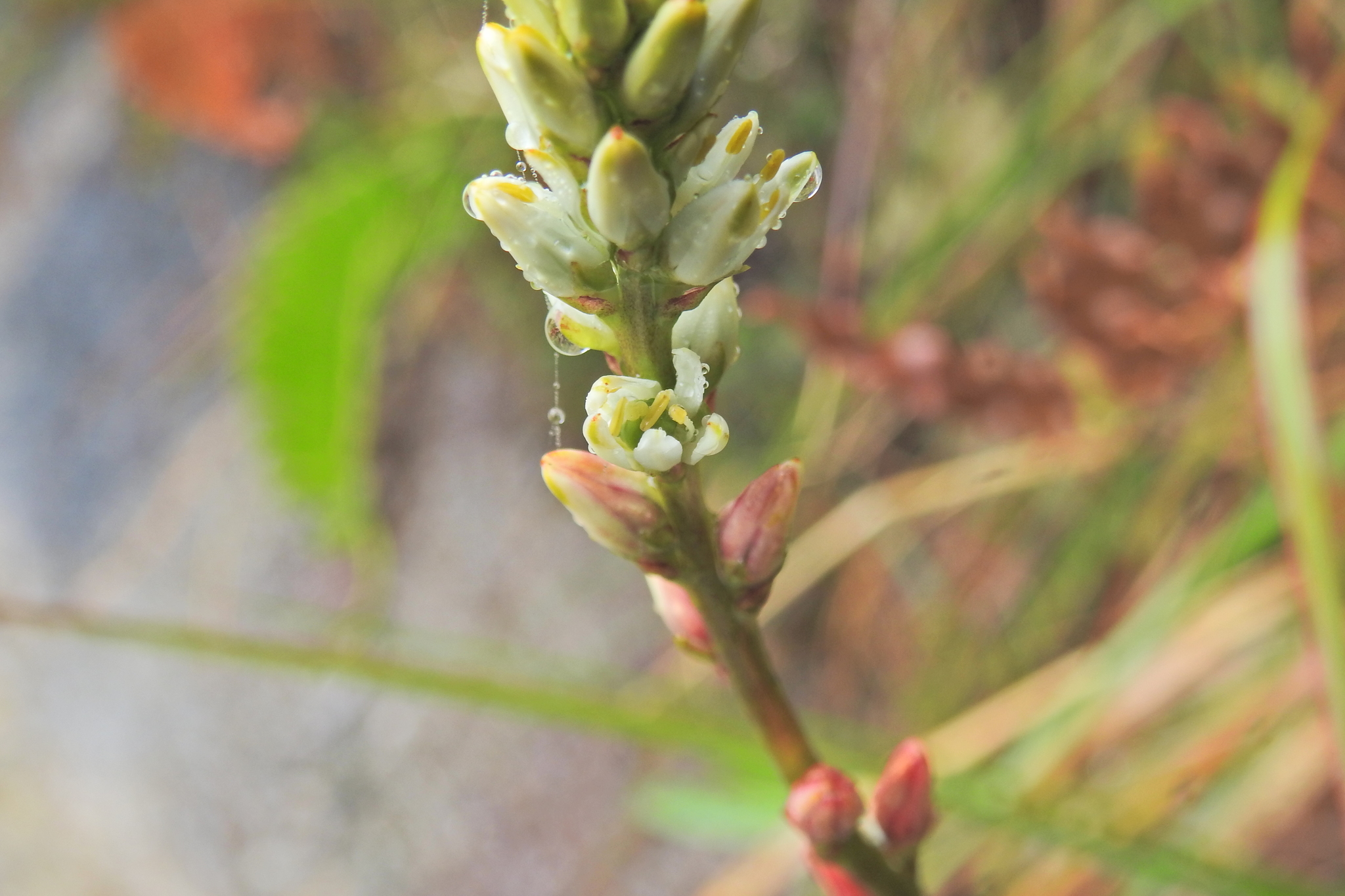 Harperocallis image