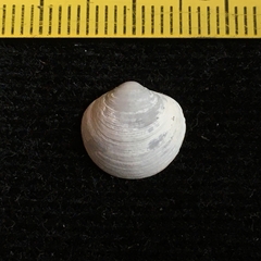 Phlyctiderma semiasperum