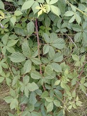 Rubus amplificatus