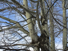 Populus tremuloides