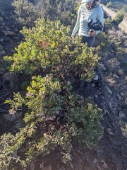 Arctostaphylos otayensis