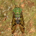 Green Shield Cicada - Photo (c) Carlos Alexandre Mattos Raposo, some rights reserved (CC BY-NC), uploaded by Carlos Alexandre Mattos Raposo