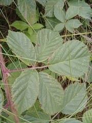 Rubus amplificatus