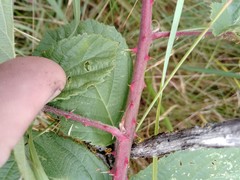 Rubus amplificatus