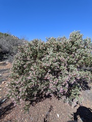 Arctostaphylos otayensis