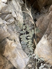 Myriopteris parryi