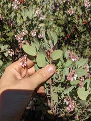 Arctostaphylos otayensis